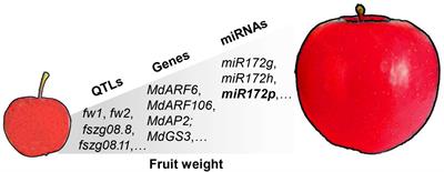Research Progress on Genetic Basis of Fruit Quality Traits in Apple (Malus × domestica)